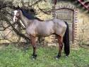 Gelding Selle Français For sale 2016 Bay