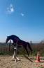 Gelding No Origin Recorded For sale 2019 Bay