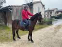 Mare No Origin Recorded For sale 2021 Bay