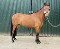 Mare No Origin Recorded For sale 2016 Bay