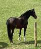 Mare KWPN Dutch Warmblood For sale 2007 Bay