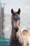 Mare Oldenburg For sale 2023 Dark Bay