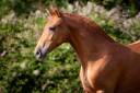 Filly PRE Pure Spanish Bred For sale 2022 Chesnut