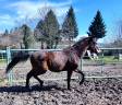 Colt KWPN Dutch Warmblood For sale 2022 Dark Bay