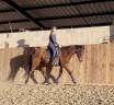 Mare Thoroughbred For sale 2021 Bay