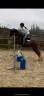 Gelding Welsh Pony (Section C) For sale 2018 Liver chestnut