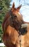 Mare Selle Français For sale 2013 Chesnut