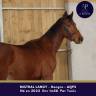 Gelding AQPS For sale 2022 Bay