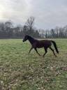 Mare Arabian Half Blood For sale 2015 Liver chestnut