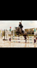 Gelding Other Horse Breed For sale 2018 Grey