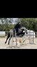 Gelding Connemara For sale 2018 Grey