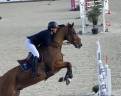 Gelding Selle Français For sale 2010 Bay