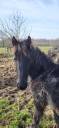 Mare Friesian For sale 2019 Black