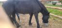 Mare Friesian For sale 2020 Black