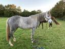Mare Arabian Half Blood For sale 2020 Grey