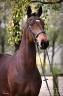 Mare Hanoverian For sale 2018 Bay