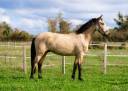 Gelding AES Anglo European Studbook For sale 2022 Buckskin