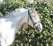 Stallion PRE Pure Spanish Bred For sale 2020 Grey