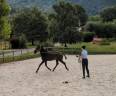 Mare Lusitano For sale 2024 Black