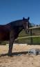 Gelding New Forest For sale 2018 Bay