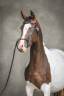 Broodmare Oldenburg For sale 2015 Tobiano