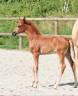 Filly KWPN Dutch Warmblood For sale 2024 Liver chestnut