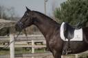 Gelding Selle Français For sale 2021 Black