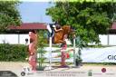 Gelding Selle Français For sale 2011 Chesnut