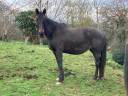 Broodmare Selle Français For sale 1999 Black