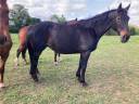 Broodmare Selle Français For sale 1999 Black