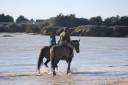Stud farm  Morbihan