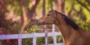 Stud farm  Seine-et-Marne
