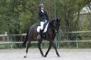 Gelding Selle Français For sale 2017 Dark Bay