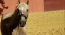 Gelding Lusitano For sale 2018 Palomino