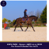 Gelding AQPS For sale 2020 Bay
