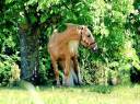 Principe CL - PRE Pure Spanish Bred 2018 by Principal AG