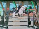Gelding New Forest For sale 2014 Grey