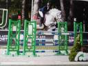 Gelding New Forest For sale 2014 Grey