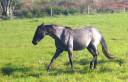 Mare Azteca For sale 2022 Roan