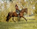 Gelding Lusitano For sale 2020 Black