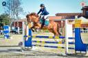 Stallion Welsh Pony (Section D), Welsh Cob For sale 2012 Liver chestnut