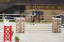 Gelding Selle Français For sale 2015 Bay