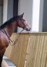 Thoroughbred Horse breed for sell