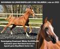 Mare Arabian Thoroughbred For sale 2023 Chesnut