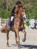 Gelding Selle Français For sale 2012 Chesnut