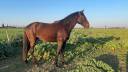 Entire Lusitano For sale 2022 Dark Bay