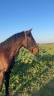 Entire Lusitano For sale 2022 Dark Bay