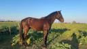 Entire Lusitano For sale 2022 Dark Bay