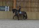 Gelding PRE Pure Spanish Bred For sale 2017 Bay