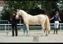 Gelding Welsh Pony (Section D), Welsh Cob For sale 2021 Cream